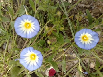 Convolvulus tricolor
